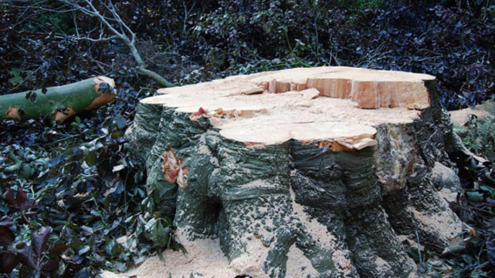 Gefällt wurde vor gut zwei Jahren eine große Blutbuche im Stapelmoorer Park. Es blieb nur der Stumpf. © Foto: Hoegen