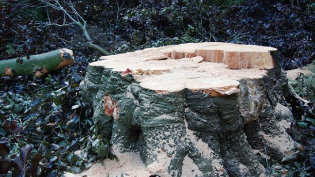 Für gefällte Bäume Ersatz pflanzen