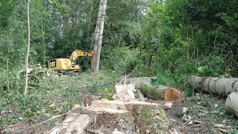 Im Stadtwald in Holthusen lässt die Stadt Weener derzeit 25 bis 30 Pappeln aus Verkehrssicherungsgründen fällen. Die Bäume haben bereits viel Totholz gebildet, außerdem gibt es große Hohlstellen in den Stämmen. © Hoegen