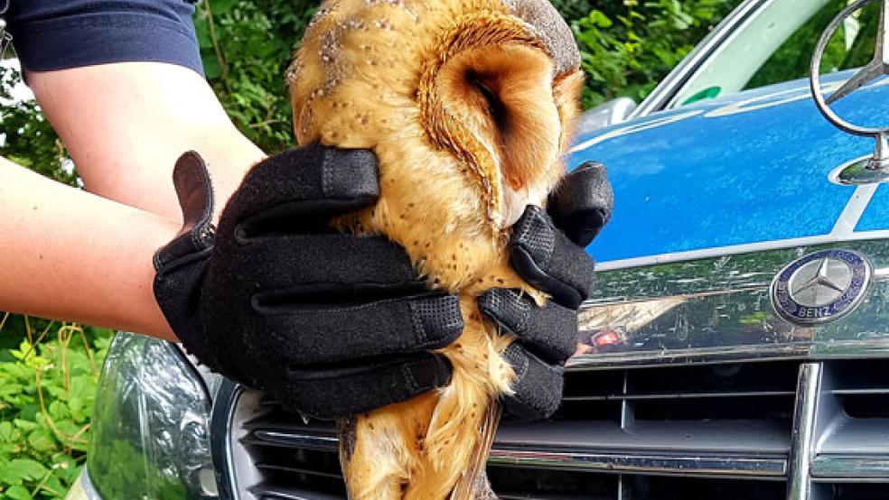 Die verletzte Schleiereule wurde von Beamten der Autobahnpolizei in eine Wildtier-Auffangstation gebracht. © Foto: Polizei