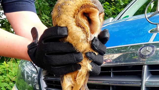 Polizisten retten Schleiereule