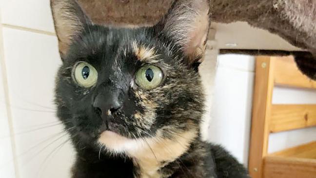 Außergewöhnliches Haarkleid