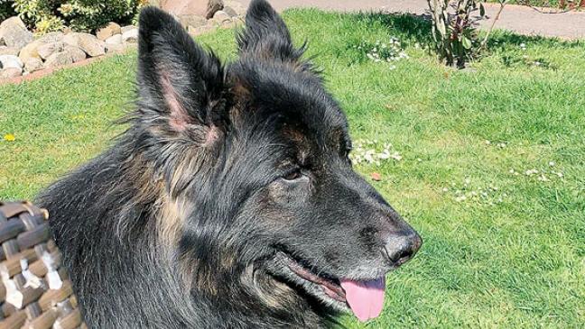 »Für Leckerlis  gibt er alles«