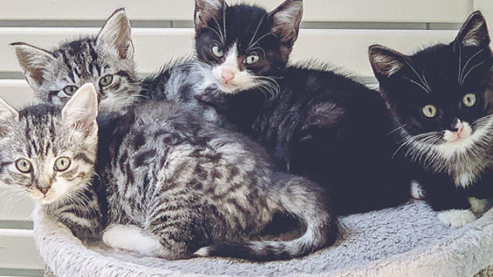 Lenni, Lina, Ida und Insa suchen alle ein neues Zuhause. © Foto: Streunerkatzen