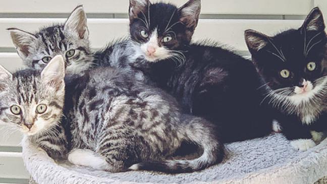 Wer hat ein Herz für Herzensbrecher?