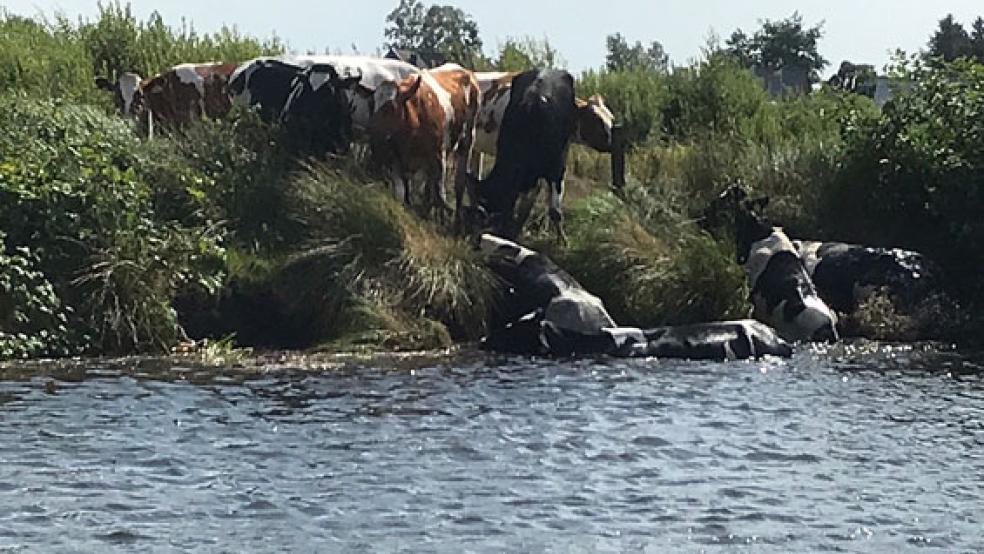 Die Kühe konnten an eine Niederung des Ufers und dann auf die Weide zurückgetrieben werden. © Foto: Stephan Heiken (Feuerwehr)