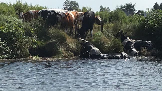 Feuerwehr rettet acht Kühe aus Kanal