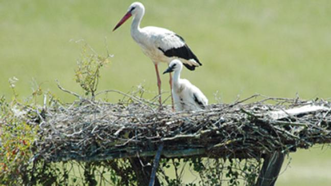 Bis nächstes Jahr, Adebar!