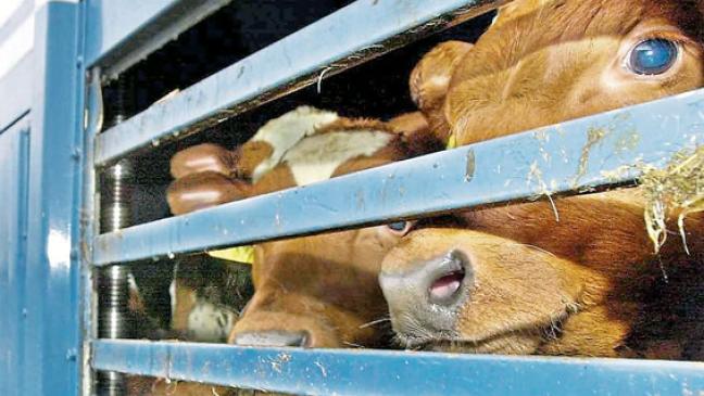 Scharfe Kritik wegen Tierquälerei