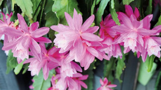 Ein Kaktus mit prächtigen Blüten