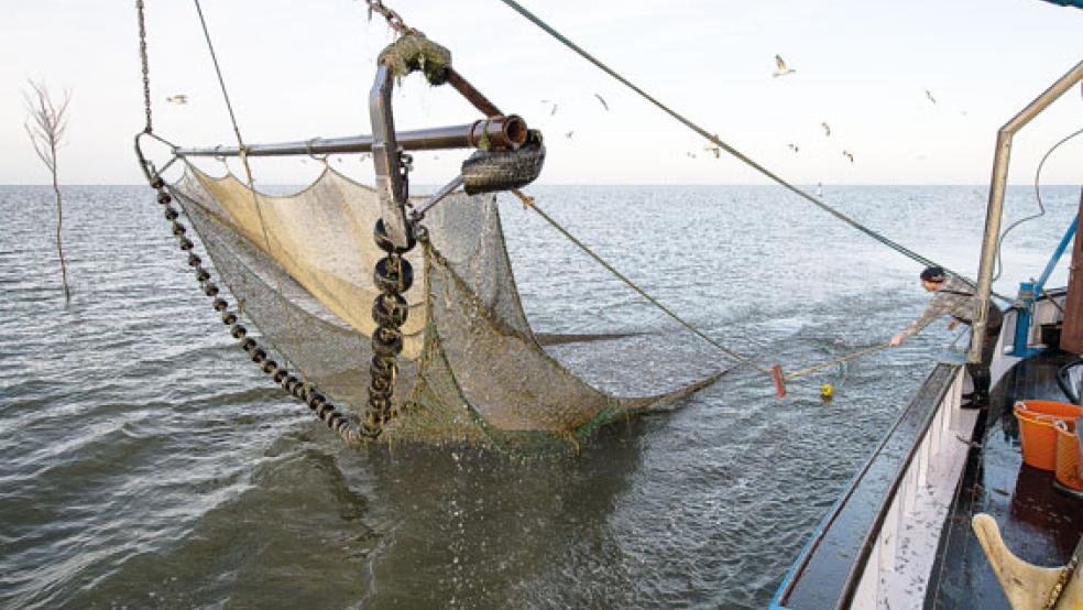 Einige Krabbenfischer mussten laut Erzeugergemeinschaft in diesem Jahr bereits Insolvenz anmelden. Grund ist die zurückgefahrene Produktion in den marokkanischen Schälzentren. © Foto: Ingo Wagner/dpa