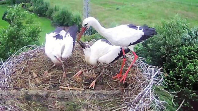 Sogar 54 Jungstörche im Kreisgebiet