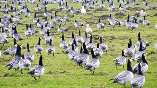 Artenschützer empört über Gänsejagd-Absichten