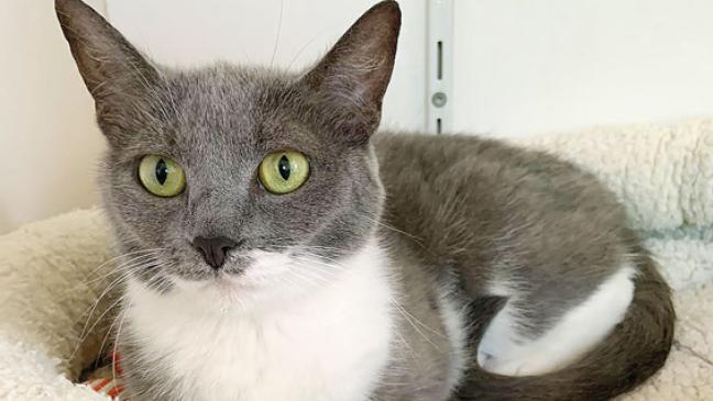 Junge Katze sucht Zuhause