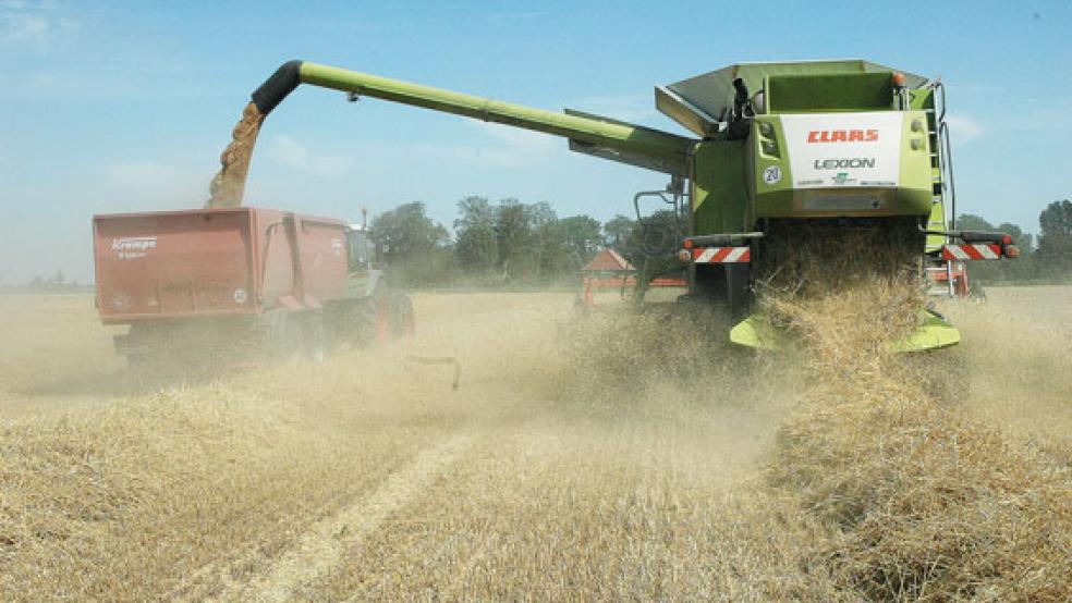 Der 11.000 Liter fassende Korntank des Mähdreschers wird durch ein Auslaufrohr in den Kipper des parallel fahrenden Traktors »abgetankt«. Das verbleibende Stroh wird von einem Häcksler zerkleinert und auf das Stoppelfeld befördert. Das Tempo ist gemächlich, beim RZ-Besuch ging es mit 3,3 km/h voran. © Foto: Szyska