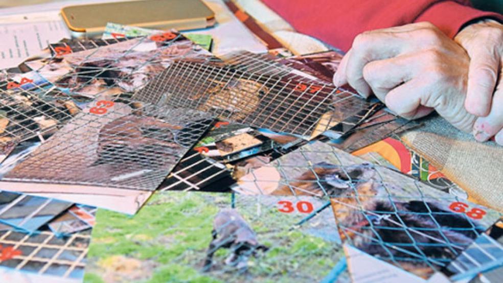 Die frühere Betreiberin eines Hundeschutzhofes im nördlichen Emsland wehrt sich gegen Vorwürfe, dass sie ihre Tiere hat verwahrlosen lassen. © Foto: Hinrichs