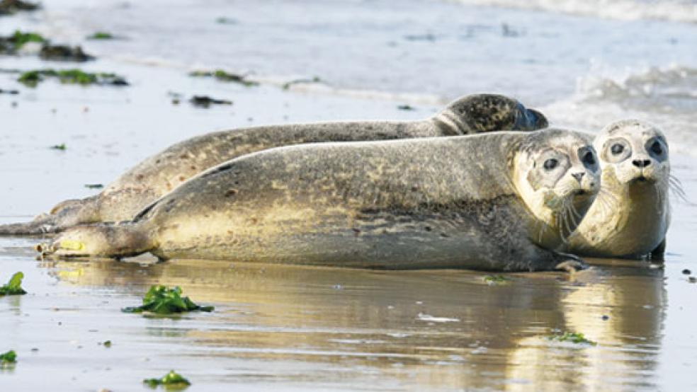 Seehunde genießen in ihren Ruhezonen besonderen Schutz. Deshalb dürfen auch die Seehundbänke bei Borkum nicht betreten werden. © Foto: dpa