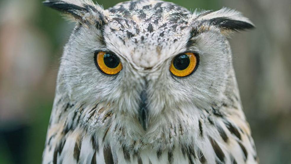 Eulen und Greifvögel - eine Fotoausstellung dazu läuft in Leer. © Foto: Silke Wurps