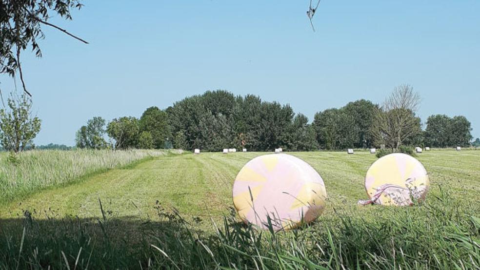 Farbige Ballen machen auf Krebsvorsorge aufmerksam. Rosa steht für die Brustkrebs-Vorsorge. Zahlreiche Landwirte - auch im Rheiderland - beteiligen sich an dieser Kampagne. © Foto: Maren Ziegler/LHV