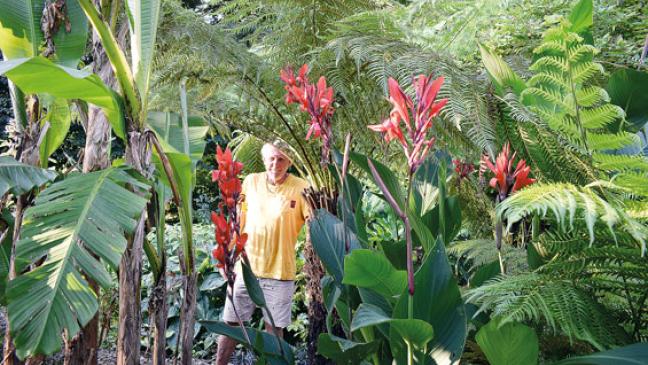 Dschungelpflanzen, Prärie und Waldgarten