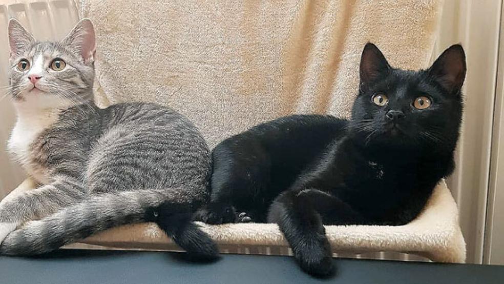 »Muck« und »Stitch« (links) sind »Stubentiger«, beide Kater wurden bisher nur in der Wohnung gehalten. © Streunerkatzen