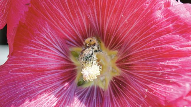 Bauern haben Bienen im Blick und tun ihnen Gutes