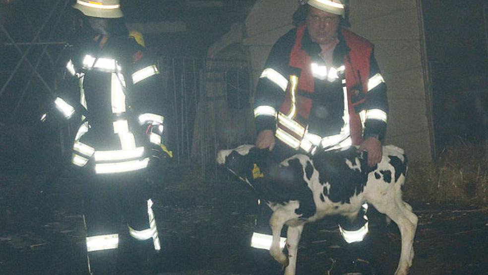 Feuerwehrleute im Einsatz beim Hofbrand, hier retten sie ein Kalb. Schon an der Einsatzstelle gab es Beschimpfungen, danach herbe »Facebook«-Kommentare. © Foto: Wolters