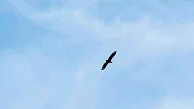 Seeadler bei Stapelmoor