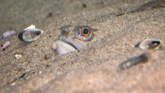 Giftiger Fisch sticht an Küste häufiger zu