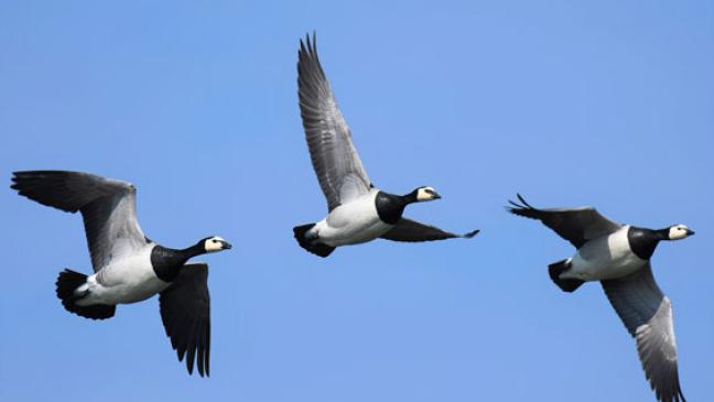 250 Angebote bei zwölfter Auflage der Zugvogeltage