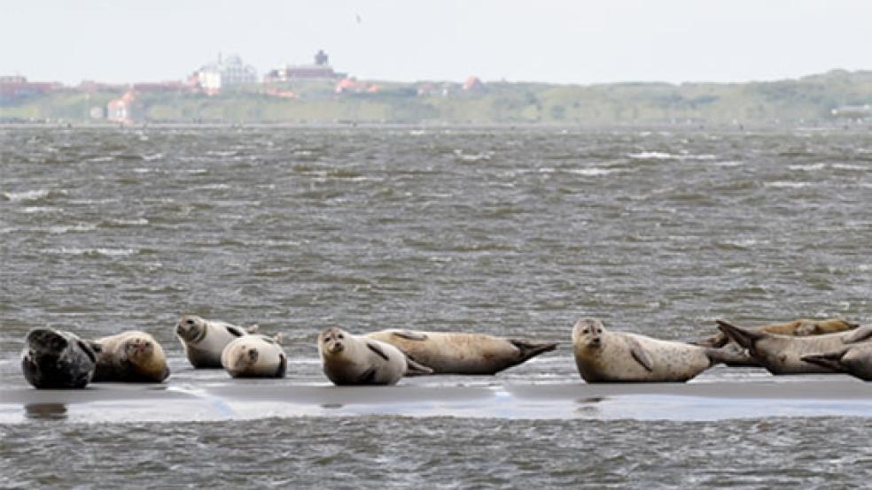 Die Seehund-Population im Wattenmeer, hier ein Bild von einer Sandbank vor der Insel Juist, hat sich positiv entwickelt. © Foto: Jaspersen (dpa)