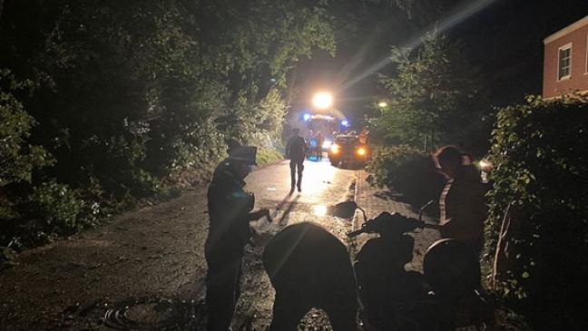 Baumkrone trifft Rollerfahrer