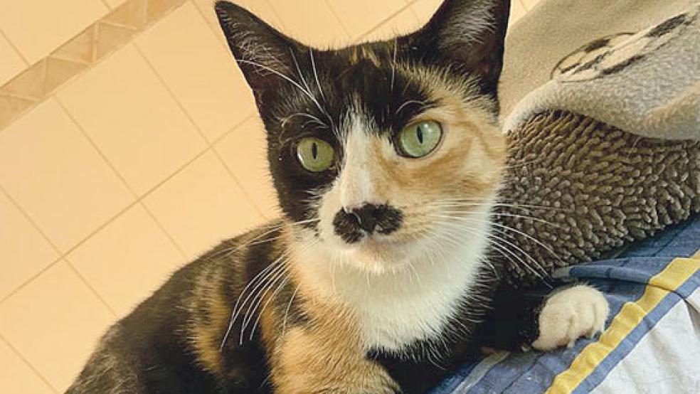 Katze »Mandy« sucht eine neue Bleibe. © Tierschutz