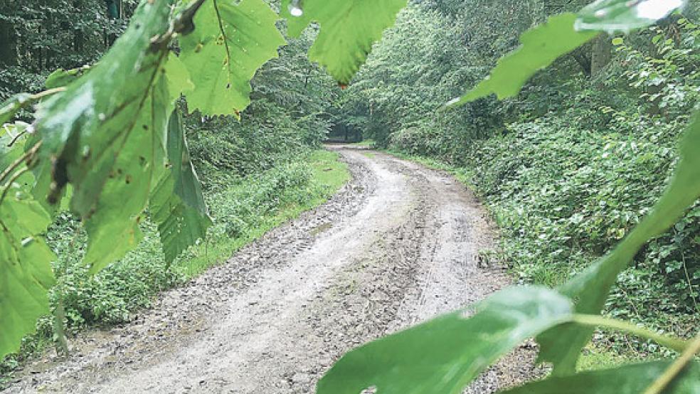 Der Stadtwald ist wieder zugänglich. © Boelmann