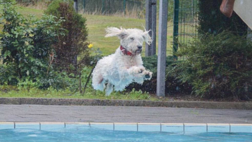 In Papenburg und zwei Wochen später auch in Surwold dürfen Vierbeiner wieder das kühle Nass im Freibad genießen. © Foto: Archiv