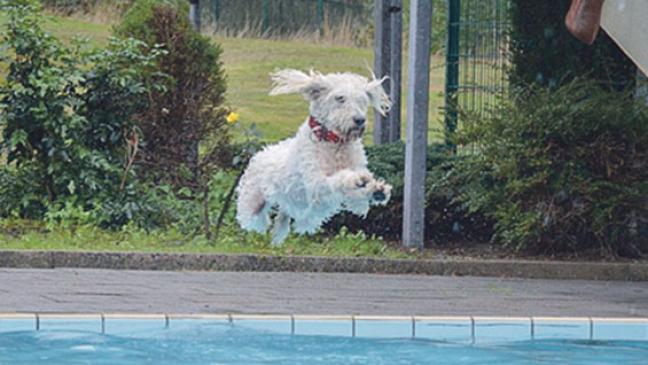Hunde dürfen wieder planschen