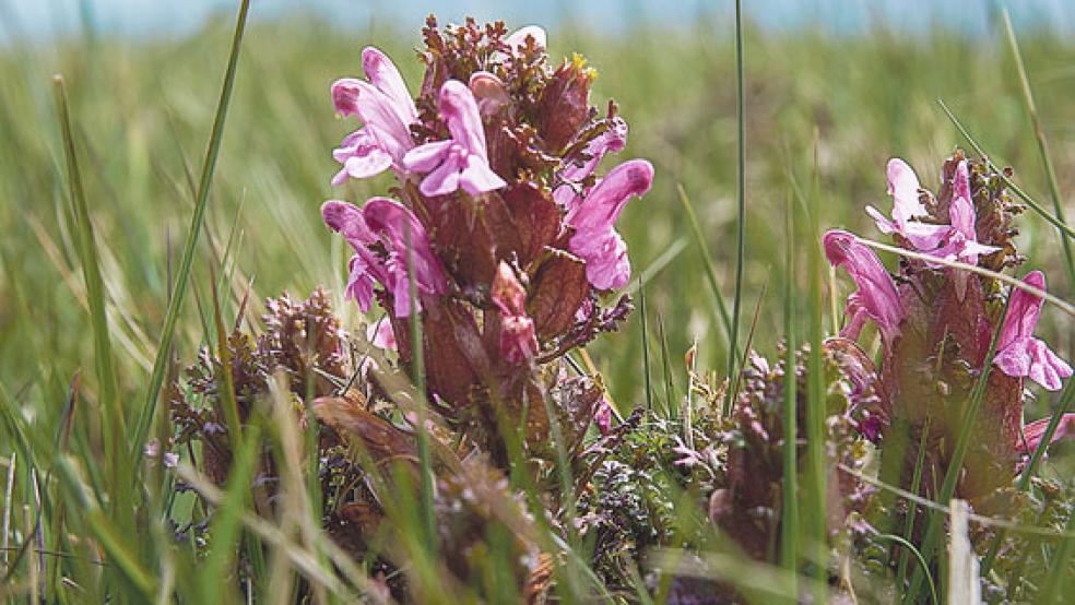 Das Waldläusekraut (Pedicularis sylvatica) gehört laut NABU zu einer gefährdeten und besonders geschützten Art im Gebiet Fehntjer Tief. © Foto: NABU/Ihnen