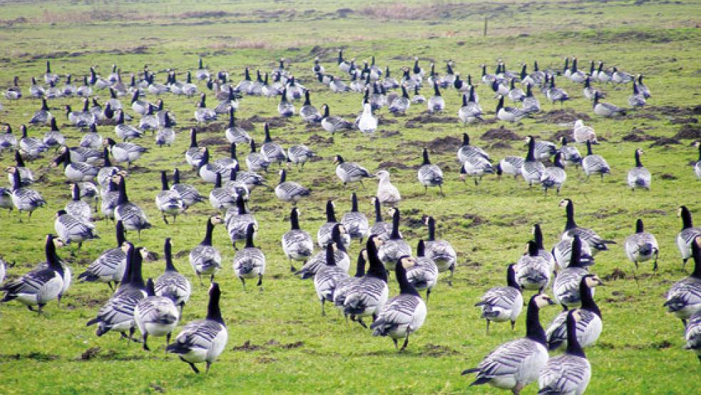 Bald freigegeben zum Abschuss? Nach einem Vorschlag des Landwirtschaftsministeriums sollen Gänse unter Auflagen geschossen werden dürfen.  © Foto: RZ-Archiv