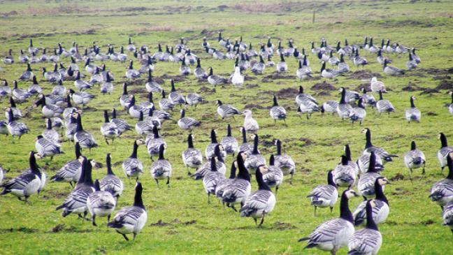 »Jagd wird Situation nicht verbessern«