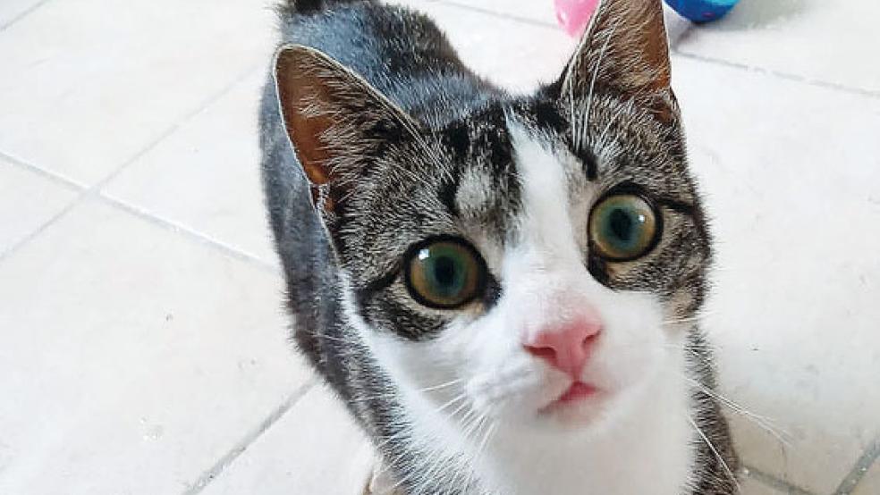 »Grace« wird kastriert, geimpft und gechippt vermittelt. © Foto: Streunerkatzen