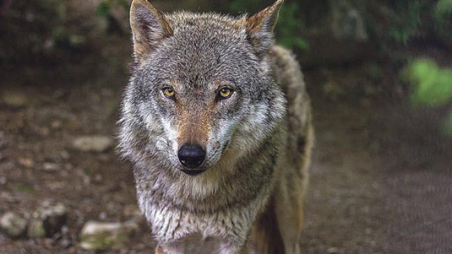 Wolf hat Schaf in Osteel  gerissen