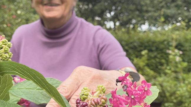 Kermesbeere als unbekannter Garten-Gast