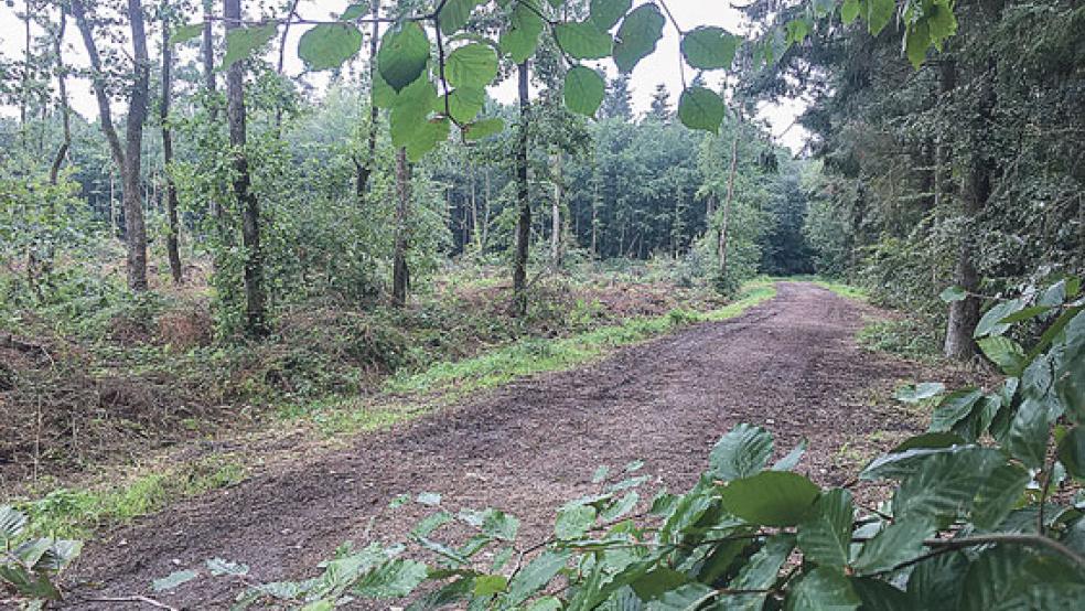 Ein großer Teil des Stadtwaldes in Holthusen muss wieder aufgeforstet werden. Für die Kosten kann die Stadtverwaltung auf eine satte Förderung seitens der Landes hoffen.  © Foto: Boelmann