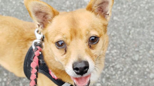 »Dudley« sucht Zuhause