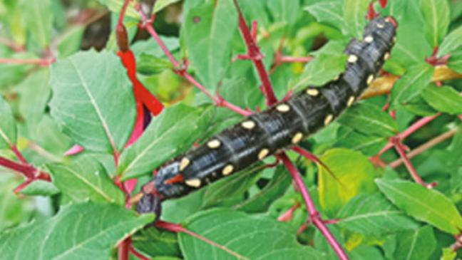 Exotischer »Fuchsien-Fan« zum ersten Mal im Rheiderland gesichtet