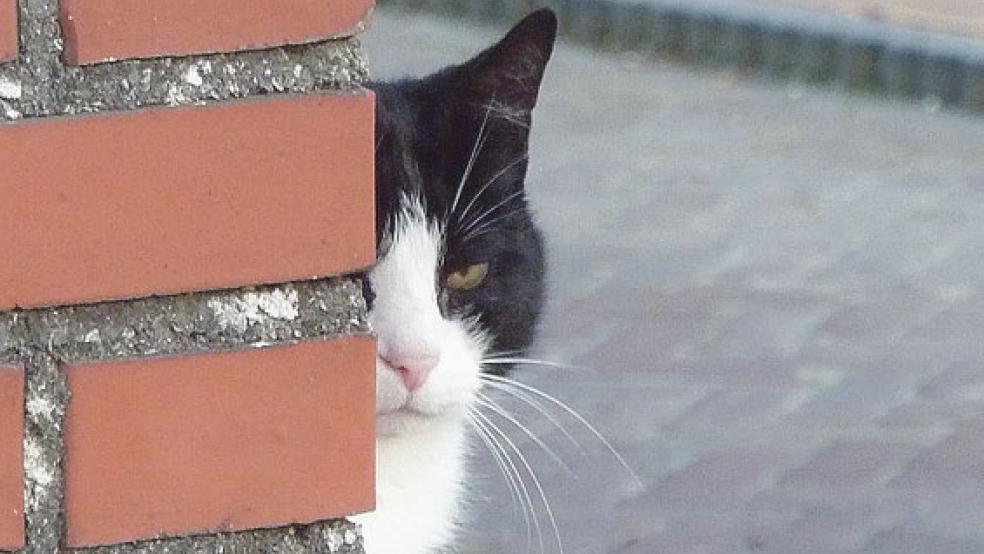 »Streunerkatzen kommen von Hauskatzen«, ist die Erfahrung von Iris Holzapfel, Vorsitzende des Tierschutz Rheiderland, der ein Tierheim in Stapelmoor betreibt. © Foto: privat