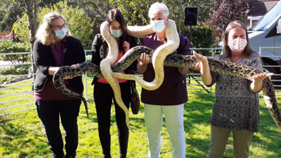 Tigerpythons am Hals: Die Mitarbeiterinnen Martina Scheer, Martina Siemens, Marion Schmid und Berta Koop (von links) bewiesen Mut. © Foto: Berents