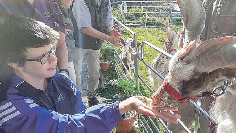 Das Füttern der Tiere kam bei den Bewohnern von Open Dören gut an. Hier frisst eine der Girgentana-Ziegen Julia Müller Getreide aus der Hand. © Fotos: Berents