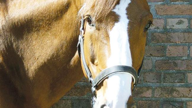 Pferdebesitzer machen sich große Sorgen