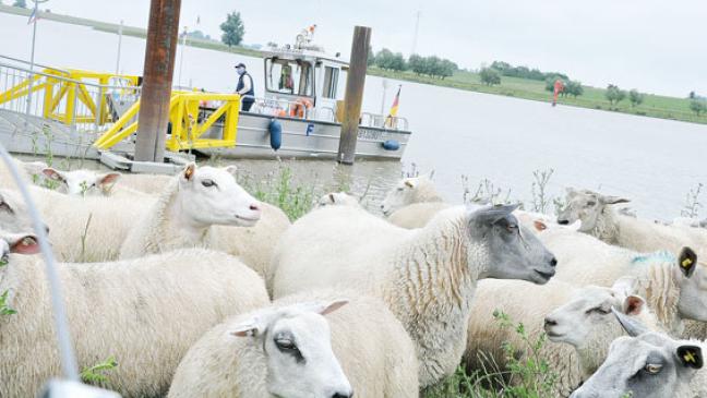 Fähr-Finale rückt näher